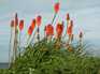  fleurs oranges, lande bretonne